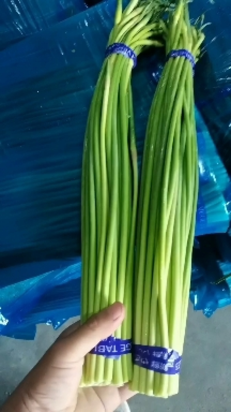 山东蒜薹金乡红帽蒜薹产地直发量大从优全国发货欢迎联系