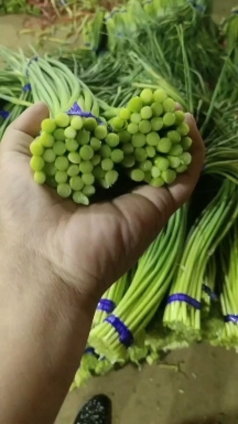 山东蒜薹金乡红帽蒜薹产地直发量大从优全国发货欢迎联系