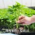 薄皮辣椒苗螺丝椒苗陇椒苗寿光各种蔬菜苗