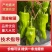 薄皮辣椒苗螺丝椒苗陇椒苗寿光各种蔬菜苗