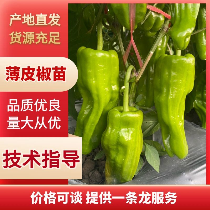 薄皮辣椒苗螺丝椒苗陇椒苗寿光各种蔬菜苗