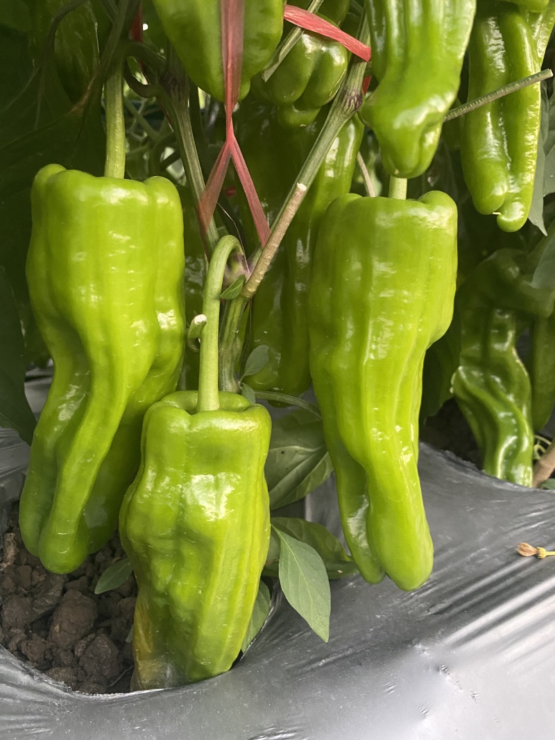 薄皮辣椒苗螺丝椒苗陇椒苗寿光各种蔬菜苗