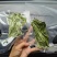 云南贡菜真空包装优质火锅干贡菜货源稳定产地直发量大优惠