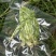 云南贡菜真空包装优质火锅干贡菜货源稳定产地直发量大优惠