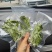 云南贡菜真空包装优质火锅干贡菜货源稳定产地直发量大优惠