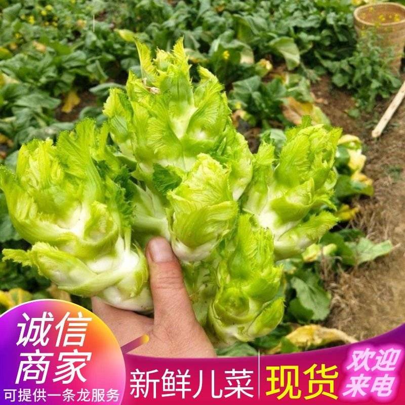 《儿菜》安徽儿菜基地直供现摘现发现货供应全国发货