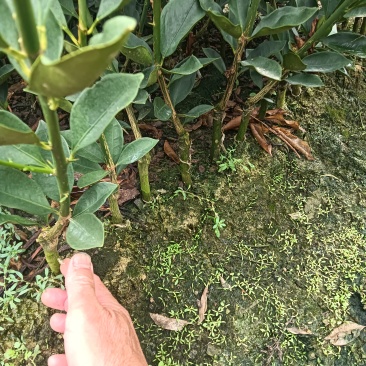 脆蜜金桔苗