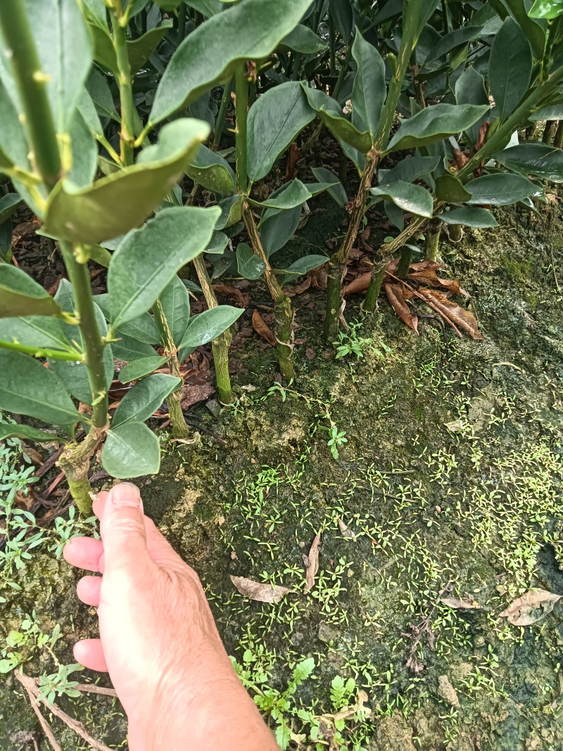 脆蜜金桔苗