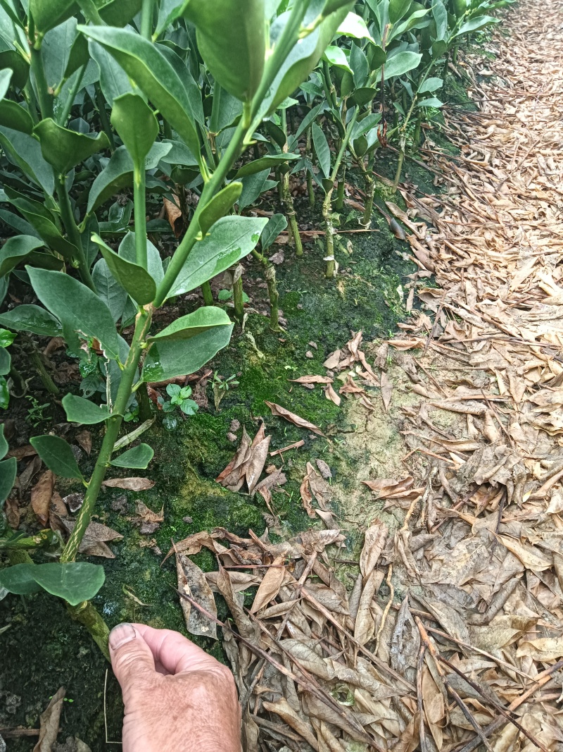 脆蜜金桔苗