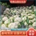 松花菜《推荐》安徽花菜有机花菜白面散花小米粒现货