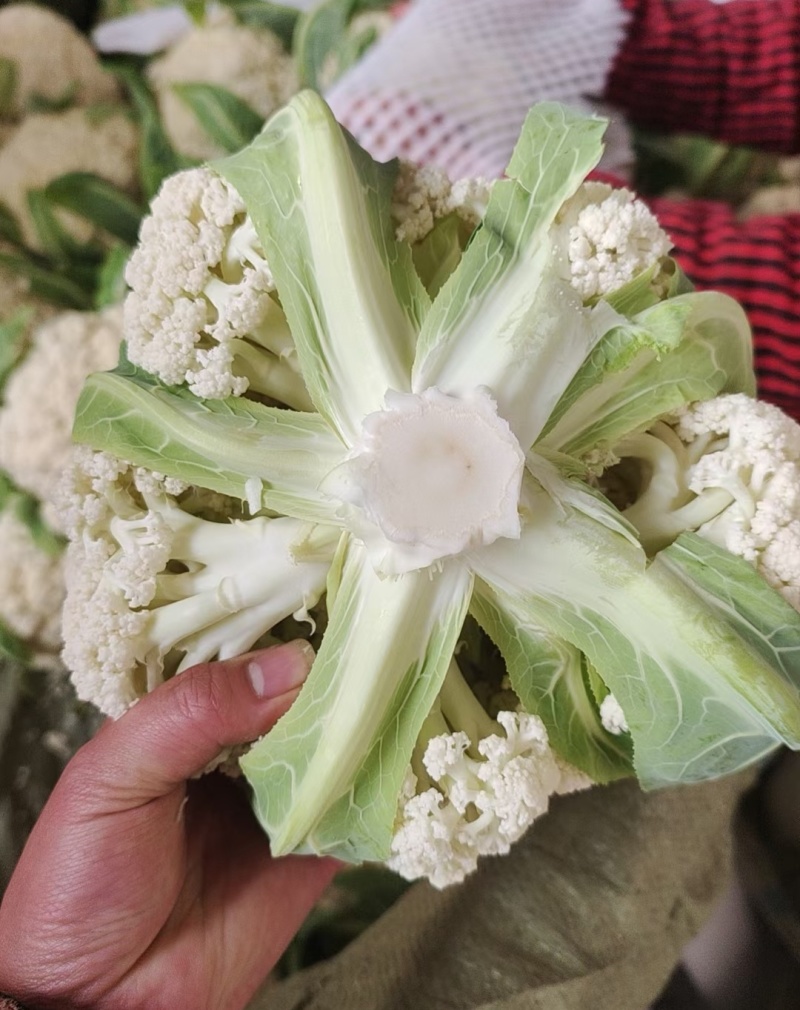 松花菜《推荐》安徽花菜有机花菜白面散花小米粒现货