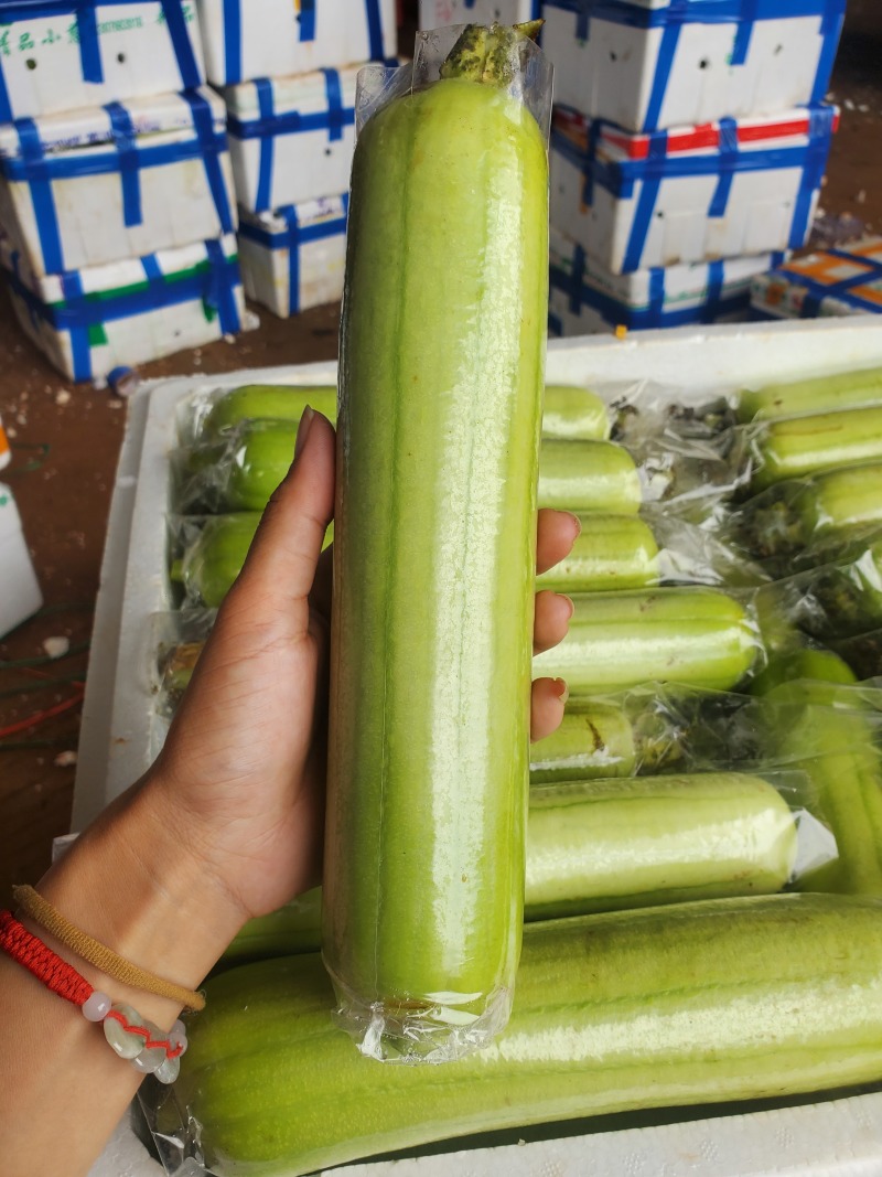 水瓜，白玉丝瓜大量上市，原产地直发，品质有保障，协助装车