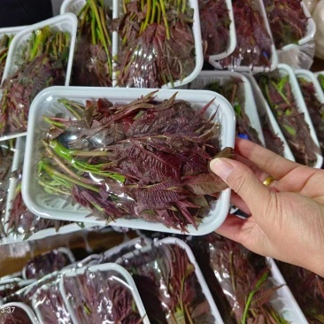 【红油香椿芽】云南楚雄香椿芽产地直发货源稳定正宗红油香椿