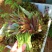 【红油香椿芽】云南楚雄香椿芽产地直发货源稳定正宗红油香椿