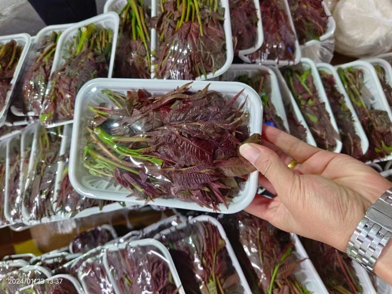 【红油香椿芽】云南楚雄香椿芽产地直发货源稳定正宗红油香椿