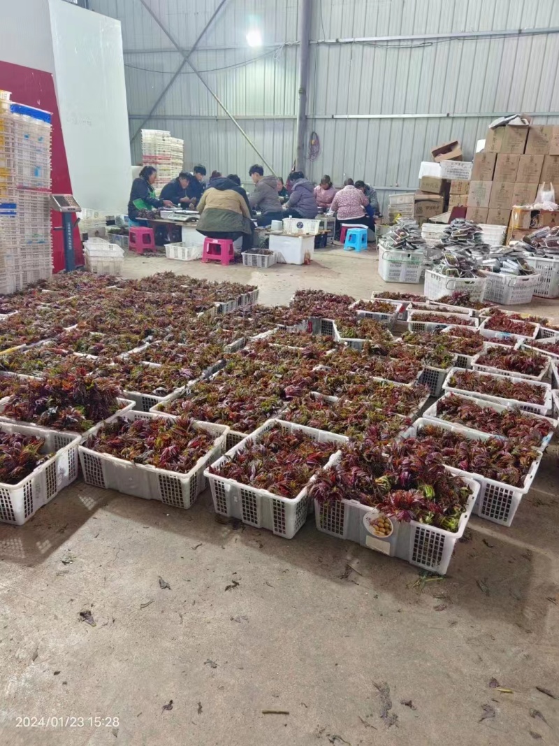 【红油香椿芽】云南楚雄香椿芽产地直发货源稳定正宗红油香椿