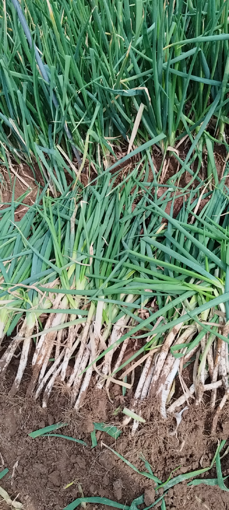 高原夏菜靖远县钢葱大白葱火热上市