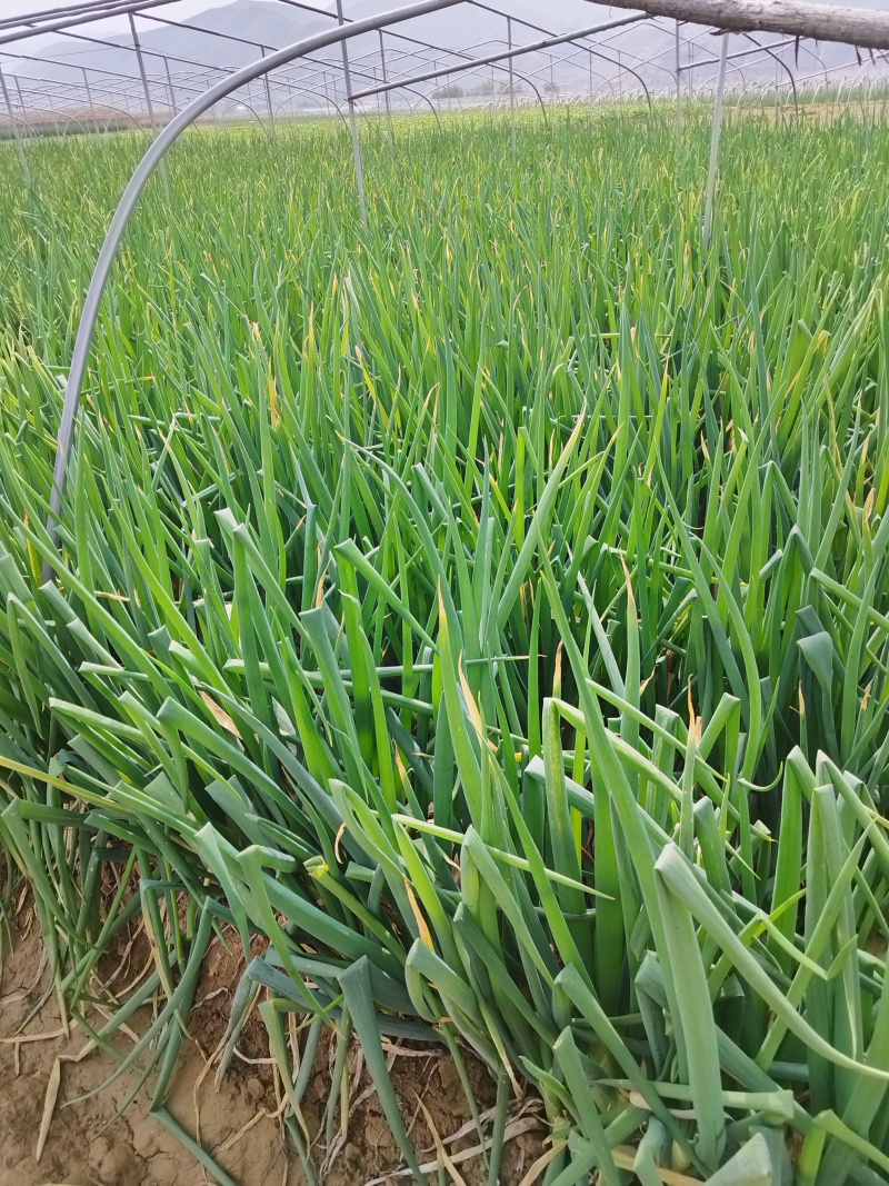 高原夏菜靖远县钢葱大白葱火热上市