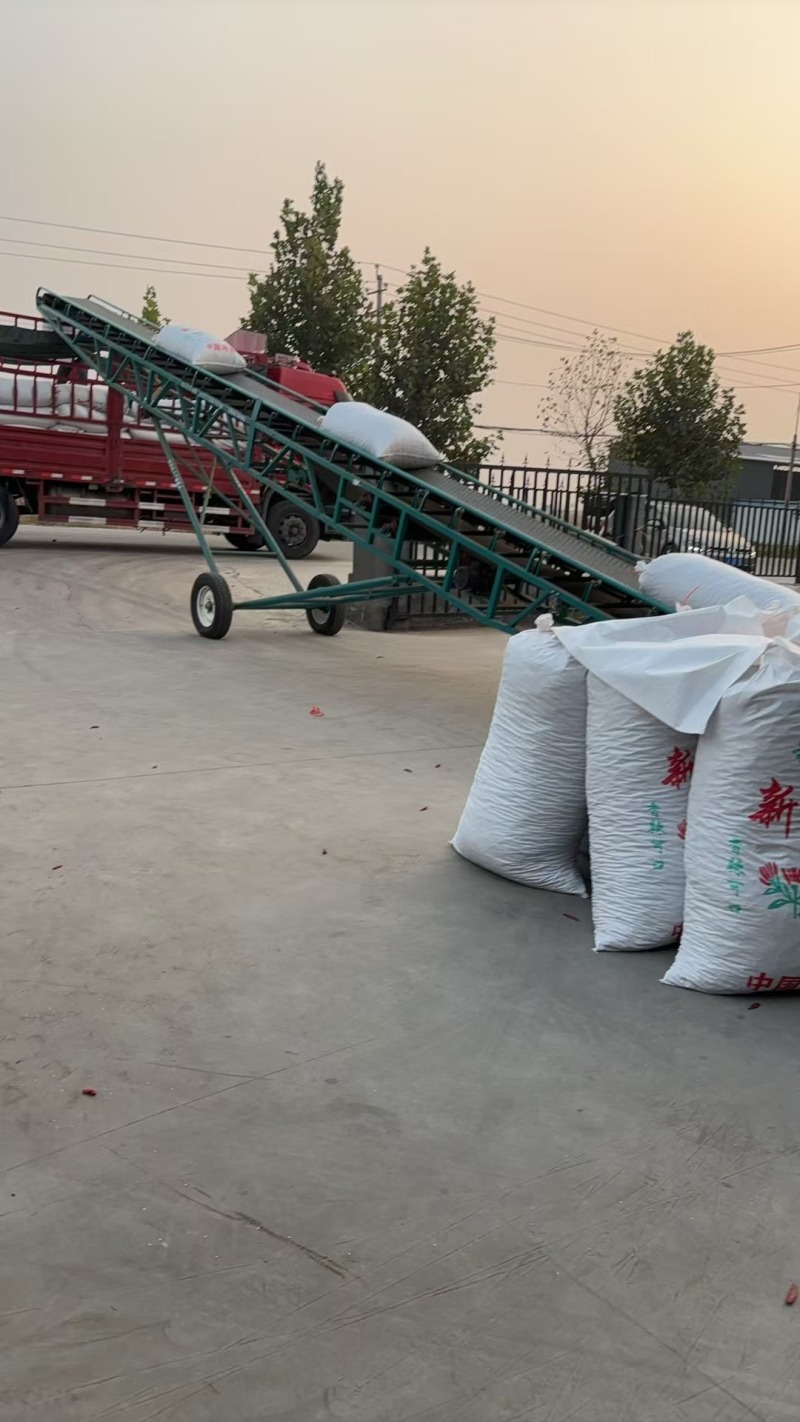 河南精品三樱椒干辣椒产地直发品质保证量大从优