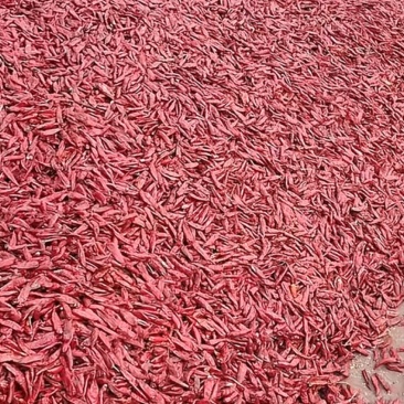 河南精品三樱椒干辣椒产地直发品质保证量大从优