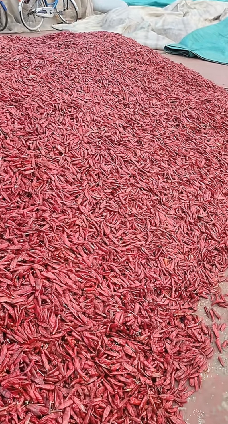 河南精品三樱椒干辣椒产地直发品质保证量大从优