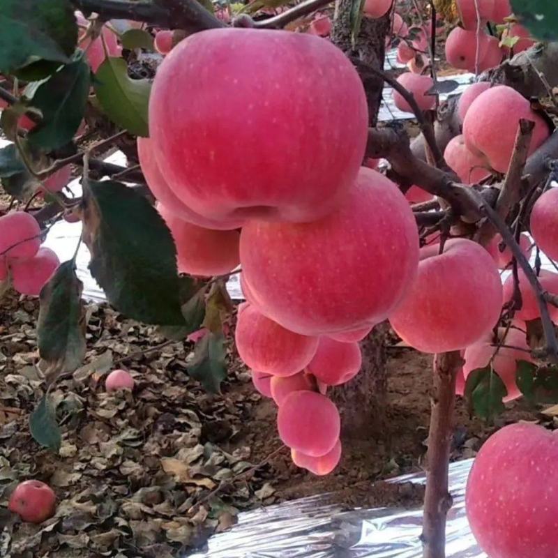 农家肥甜脆寒富苹果，清甜口
