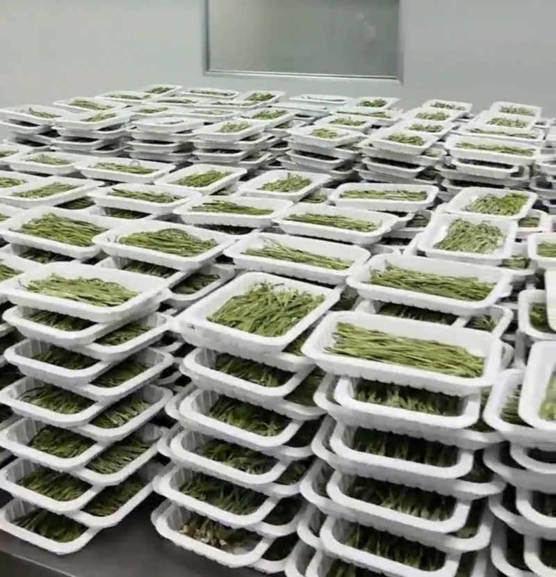 托盘盒装贡菜云南干贡菜货源稳定对接市场商超火锅店代发全国