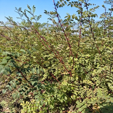东北绿化小苗，重瓣黄花黄玫瑰，黄刺玫扦插小苗