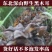 野生黑木耳高泡发率产地黑龙江欢迎来电咨询