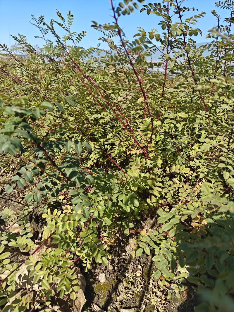 东北绿化小苗，重瓣黄花黄玫瑰，黄刺玫扦插小苗