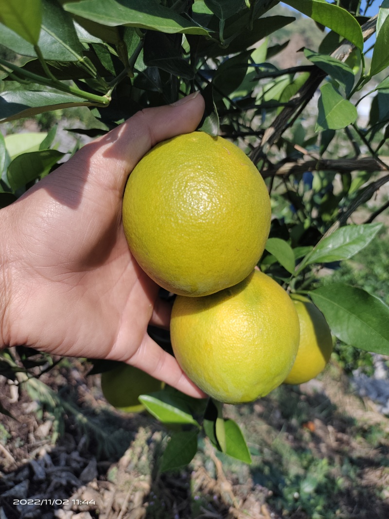 湖南纽荷尔脐橙新鲜上市，口感香甜化渣香气浓郁，视频验货