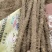 武001号沙土的小白嘴白山药基地供应！{陌武专属}