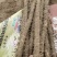 武001号沙土的小白嘴白山药基地供应！{陌武专属}