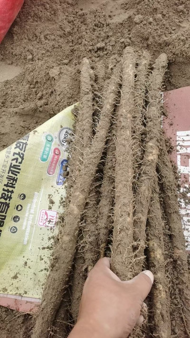 武001号沙土的小白嘴白山药基地供应！{陌武专属}