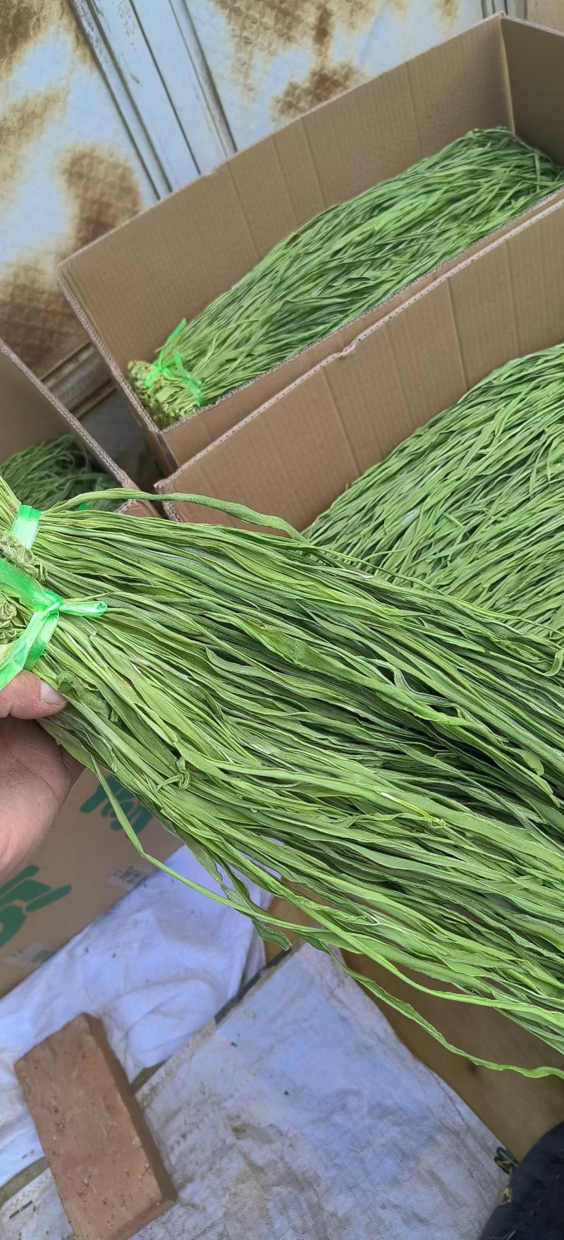 云南贡菜真空包装优质火锅干贡菜货源稳定产地直发量大优惠