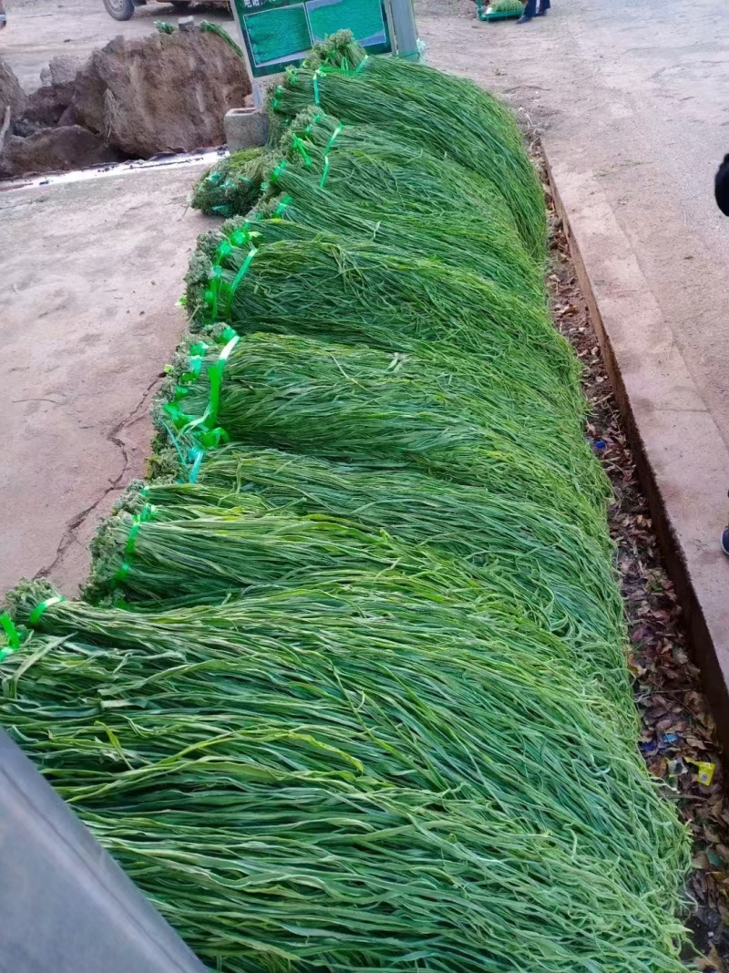 干贡菜散装楚雄贡菜自然晾干货源稳定对接市场商超火锅店代发