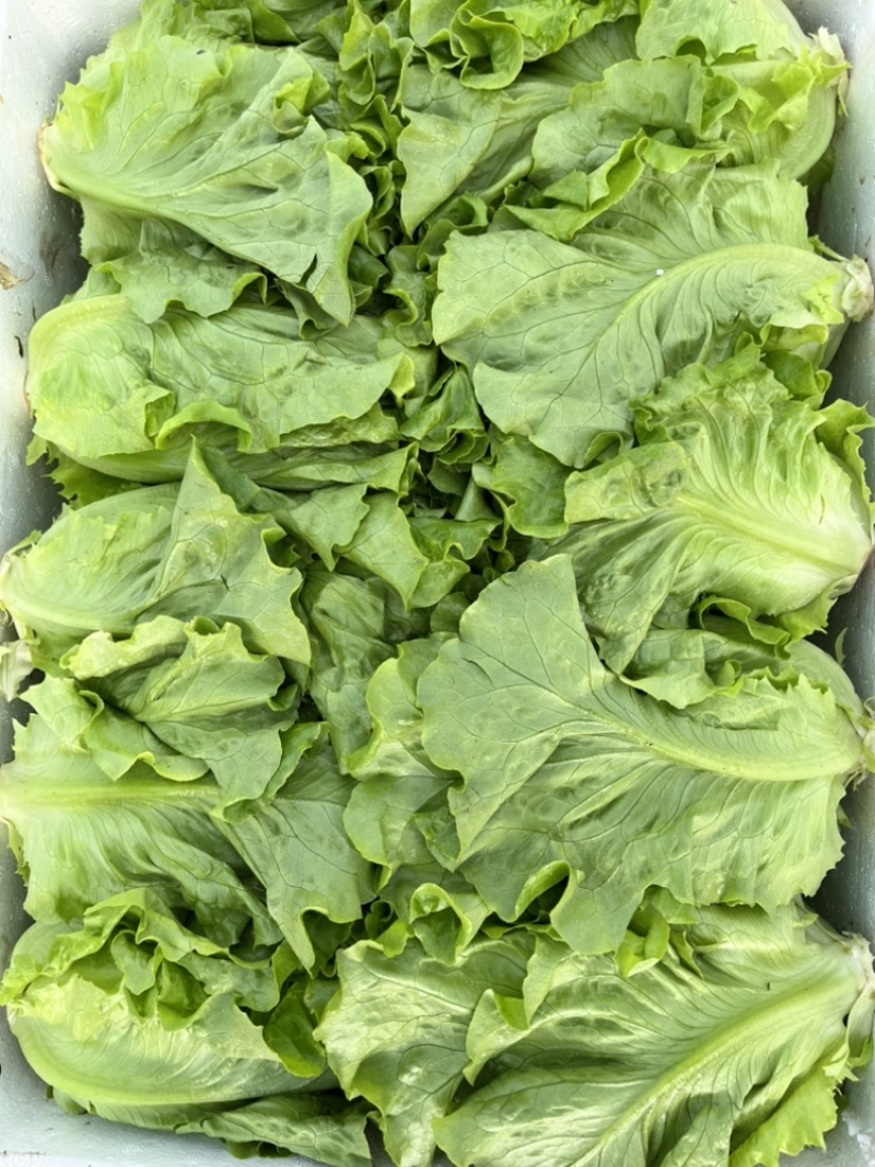 意大利生菜自产自销自有生菜基地100亩大量供应