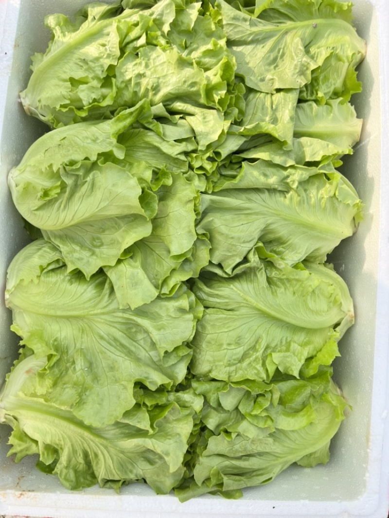 意大利生菜自产自销自有生菜基地100亩大量供应