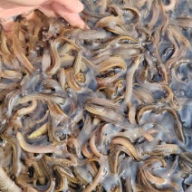 【泥鳅苗】青色泥鳅苗专业养殖场直供可视频看货