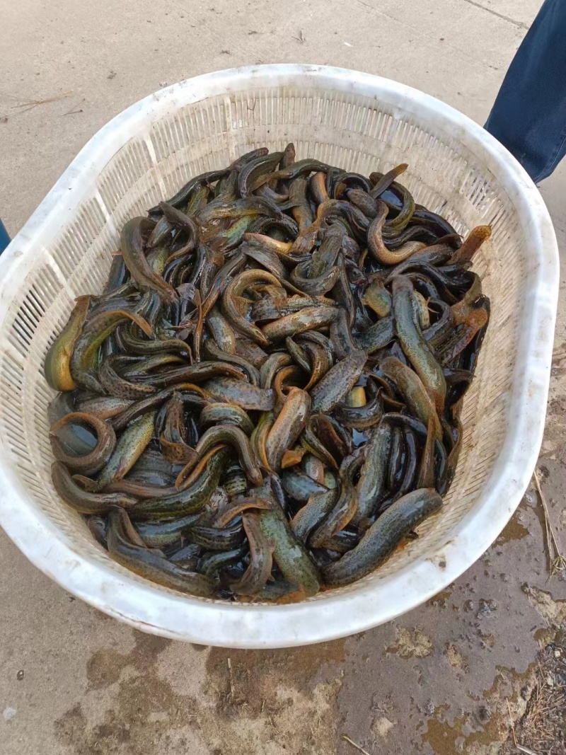 【泥鳅苗】青色泥鳅苗专业养殖场直供可视频看货