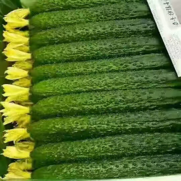 【精品密刺黄瓜】货源充足，一手货源，品质保证，诚信经营。
