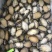 泓振鲍源鲍鱼去壳去内脏鲍鱼生冻鲍鱼纯肉鲜冻全规格
