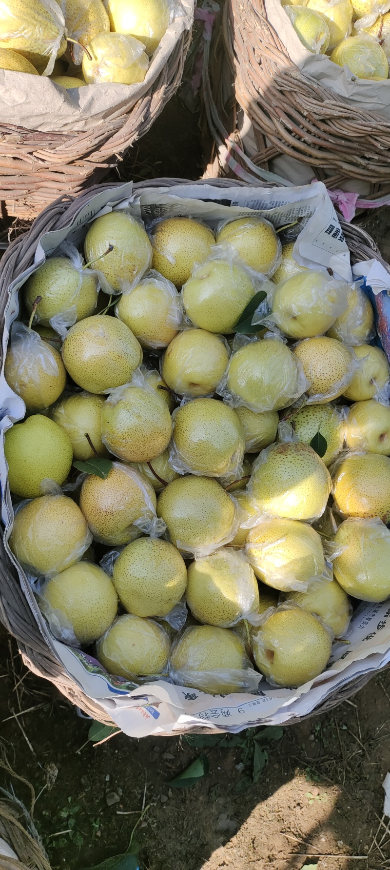 精品雪花梨大量上市品质保证基地直发欢迎老板来电咨询