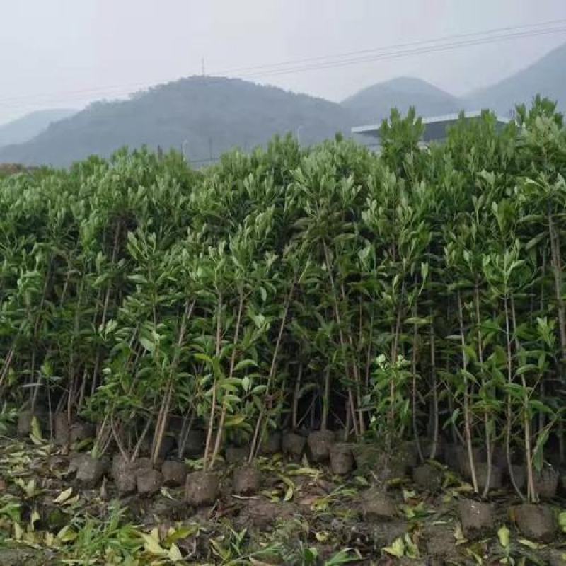法国冬青珊瑚树苗大量供应，欢迎电话咨询