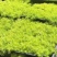 黄金佛甲草大量供应，欢迎电话咨询