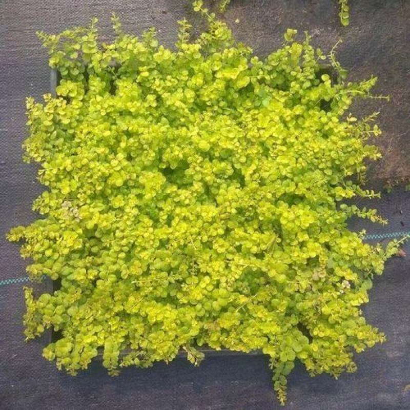 黄金佛甲草大量供应，欢迎电话咨询