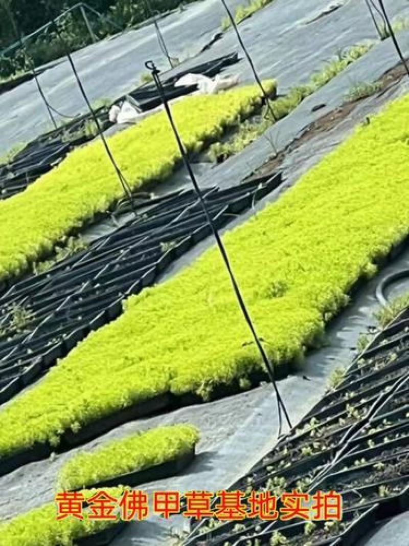 黄金佛甲草大量供应，欢迎电话咨询