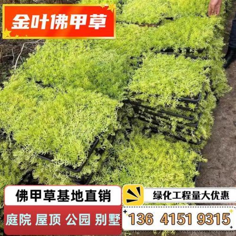 黄金佛甲草大量供应，欢迎电话咨询