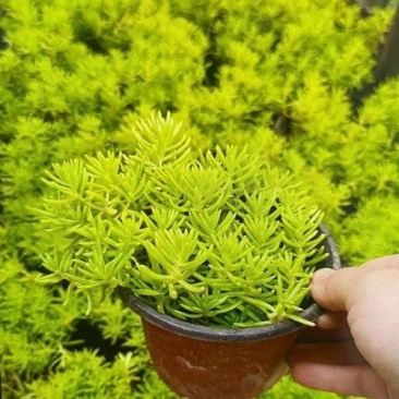 黄金佛甲草大量供应，欢迎电话咨询
