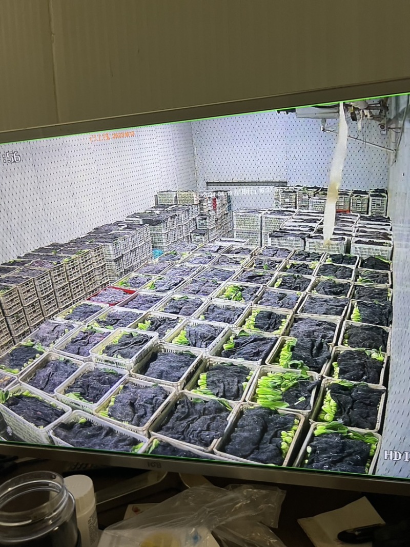 [推荐山东，河南，精品油菜产地直发，上海青量大从优，全国代发